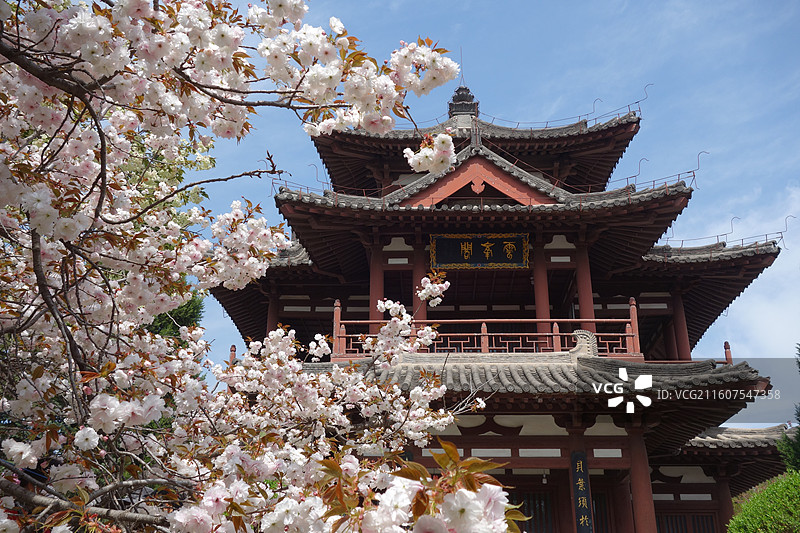 陕西省西安市青龙寺赏樱赏花：云峰阁普贤象樱花盛开图片素材
