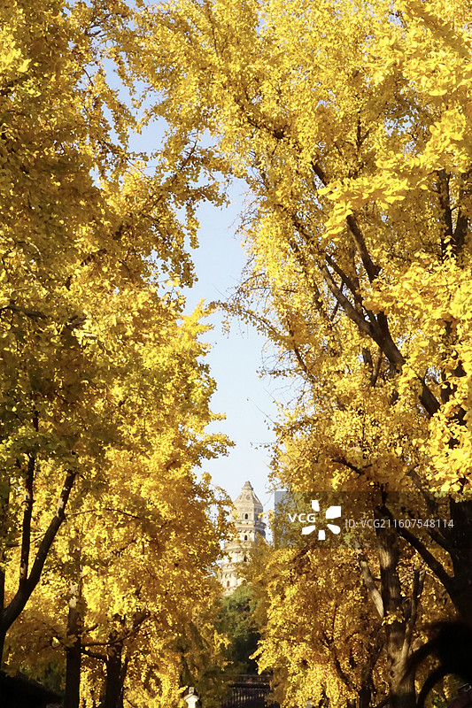 苏州的秋-虎丘图片素材