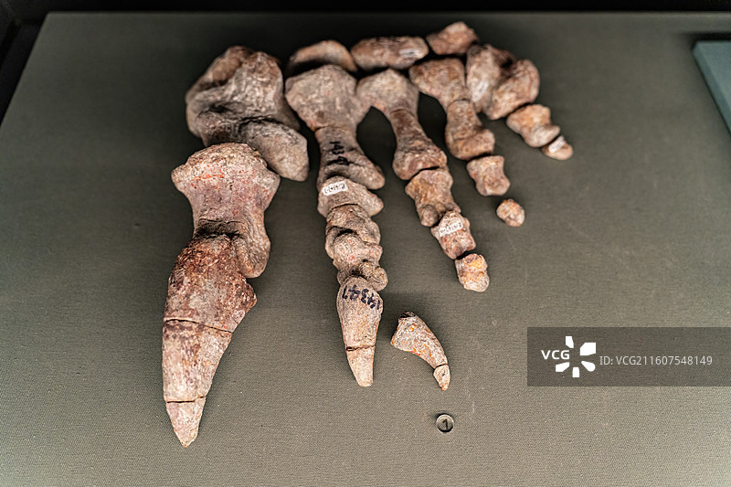 四川成都自然博物馆藏许氏禄丰龙龙爪化石图片素材