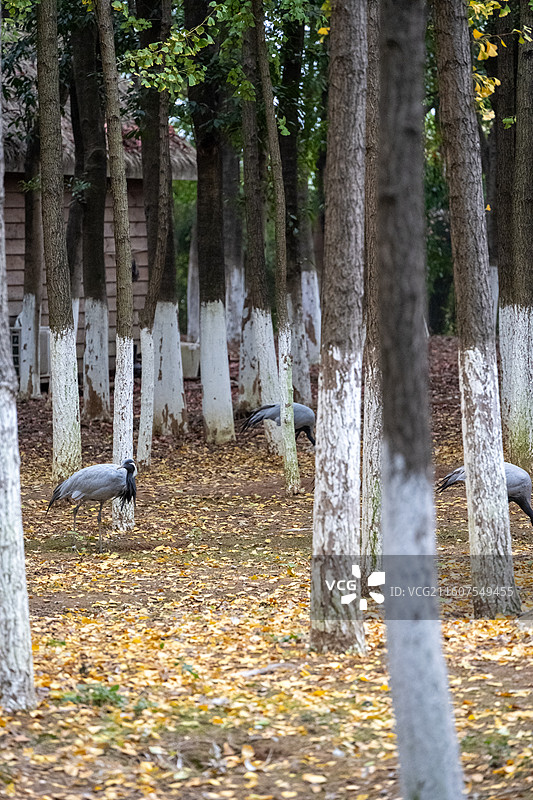 江西南昌艾溪湖湿地公园 秋天的风景 灰鹤图片素材