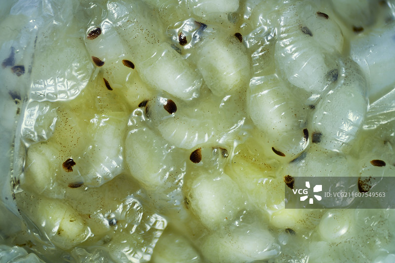 水虱子的稚虫图片素材