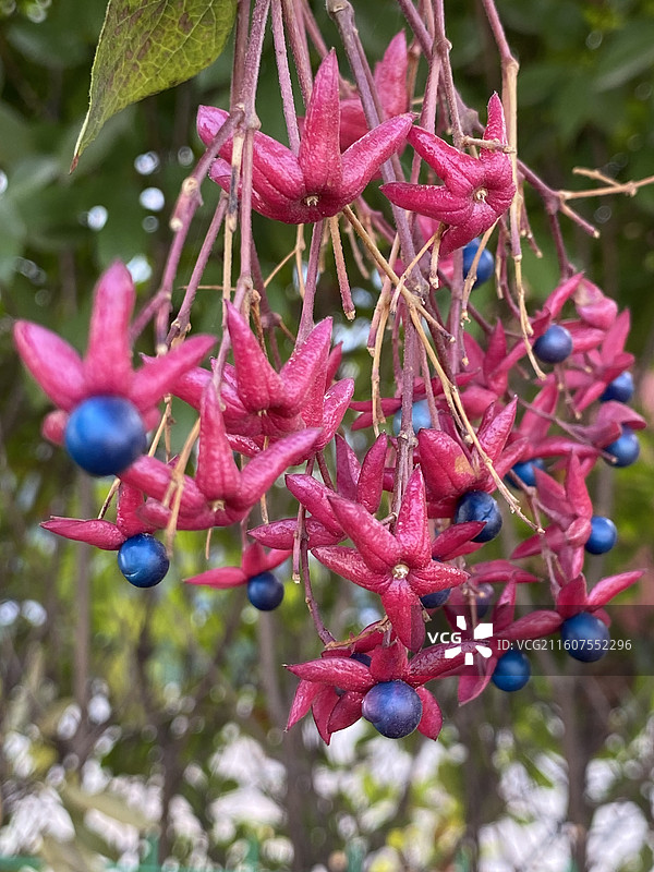 奇花异草——海州常山果实图片素材