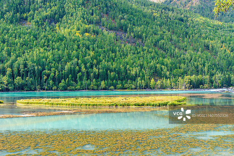 新疆阿勒泰的喀纳斯景区的风景，阳光下的喀纳斯神仙湾、月亮湾、卧龙湾景色绝美，森林茂密，河水清澈图片素材