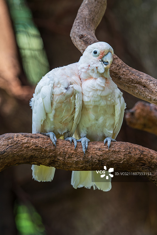 戈芬氏凤头鹦鹉-长隆飞鸟乐园图片素材