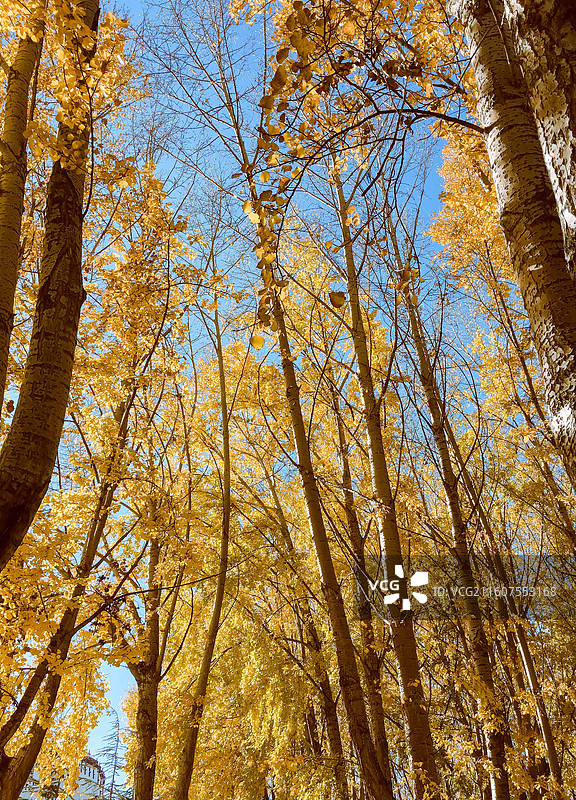 拉萨秋天风景图片素材