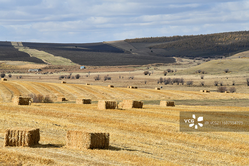 秋季新巴尔虎左旗罕达盖苏木乡的田野图片素材