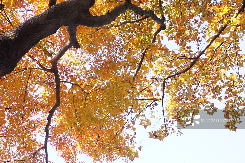 苏州的秋-留园图片素材