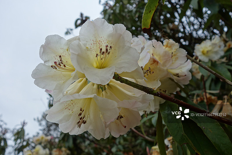 贵州省毕节市百里杜鹃花海：金坡景区杜鹃特写图片素材