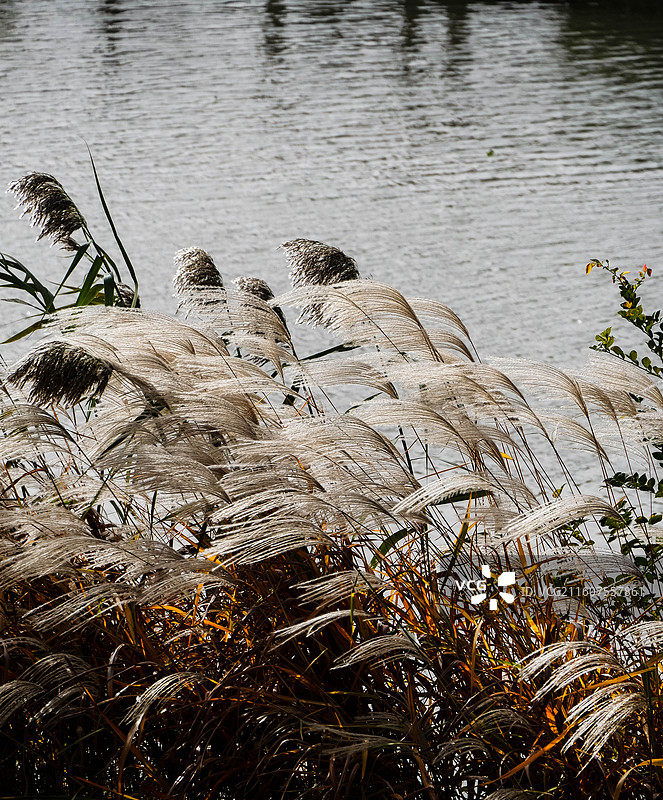 摇摆的芦苇寂寞无人图片素材
