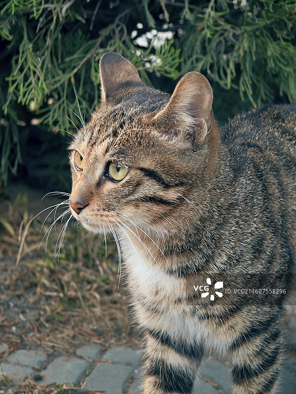 狸花猫图片素材