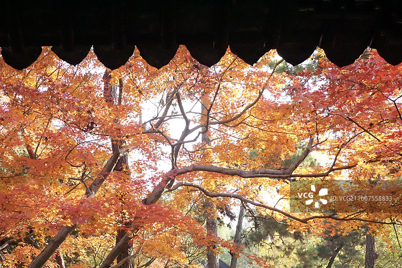 苏州的秋-拙政园图片素材