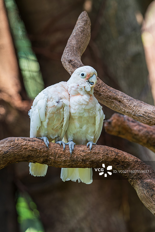 戈芬氏凤头鹦鹉-长隆飞鸟乐园图片素材