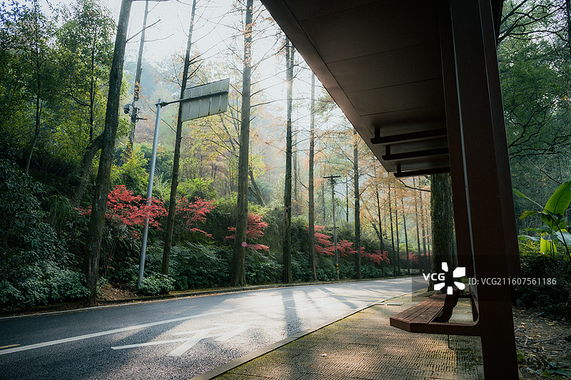 黛湖车站枫叶水杉图片素材