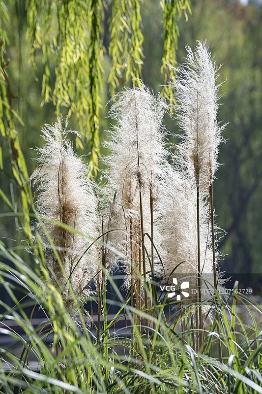 被光照亮的蒲苇特写图片素材