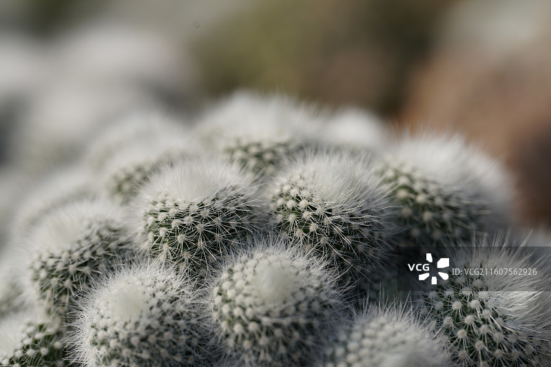 金晃丸仙人掌锦绣玉属图片素材