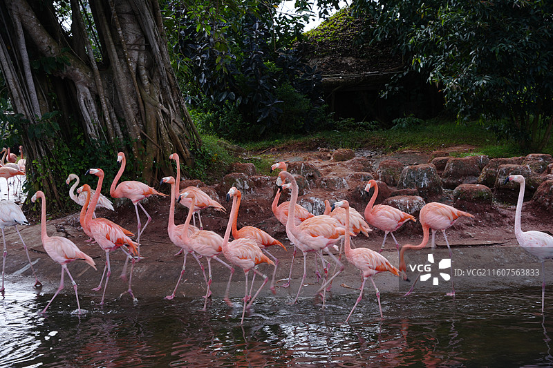 火烈鸟图片素材