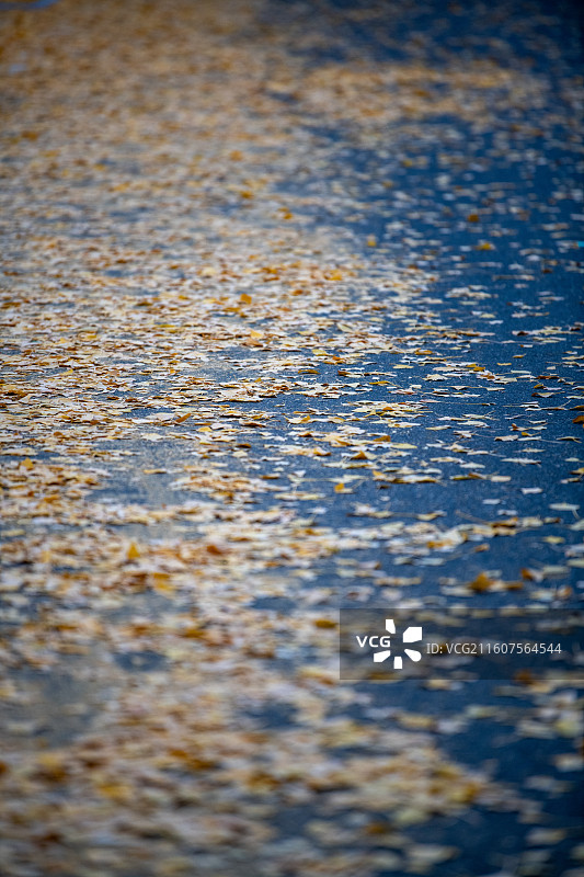 扬州江都南水北调引江水利枢纽银杏大道秋景正当时图片素材