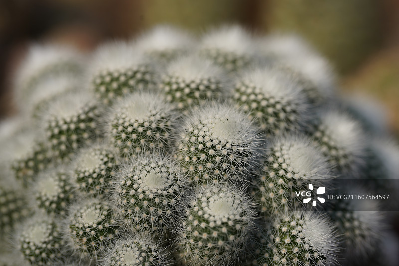 金晃丸仙人掌锦绣玉属图片素材