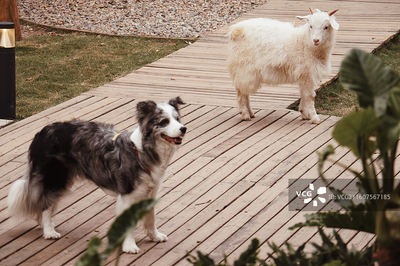 快乐的牧羊犬与麓客岛好奇的羊图片素材