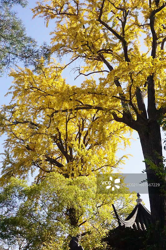 苏州的秋-留园图片素材