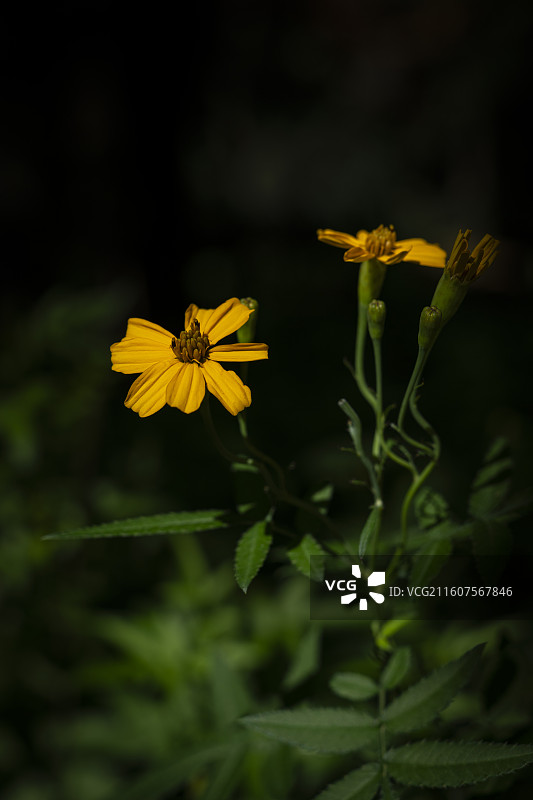 金光菊图片素材