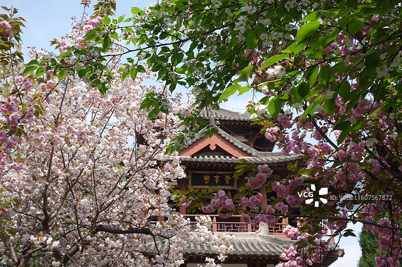陕西省西安市青龙寺赏樱赏花：云峰阁樱花图片素材
