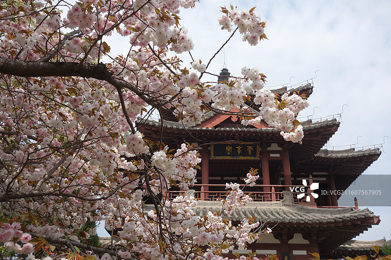 陕西省西安市青龙寺赏樱赏花：云峰阁普贤象樱花图片素材