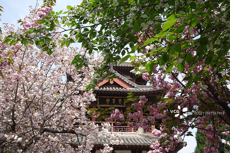 陕西省西安市青龙寺赏樱赏花：云峰阁樱花图片素材