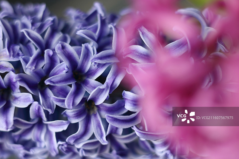 户外盛开的紫色与粉色风信子特写镜头图片素材