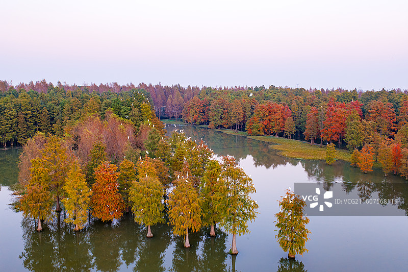 上海青浦青西郊野公园水杉秋色图片素材