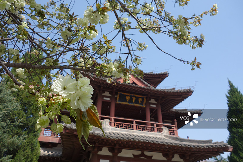 陕西省西安市青龙寺赏樱赏花：云峰阁郁金樱花图片素材