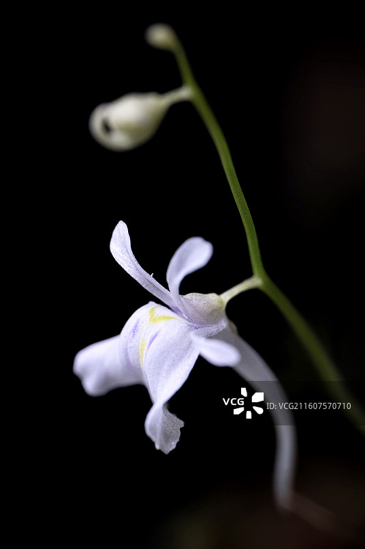 狸藻 小白兔狸藻 食虫植物 食虫 微距特写 花图片素材