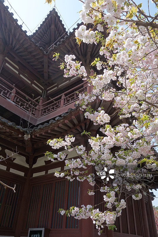 陕西省西安市青龙寺赏樱赏花：云峰阁一叶樱花图片素材