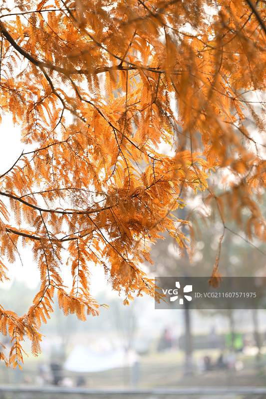 安靖蜀绣公园，落羽杉红了图片素材