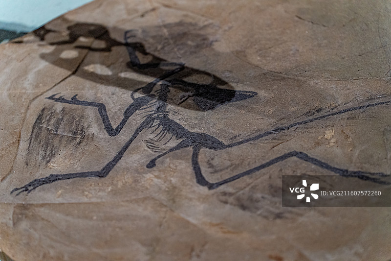 四川成都自然博物馆藏顾氏小盗龙恐龙化石图片素材