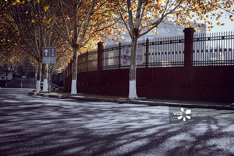 街道傍的法国梧桐树图片素材