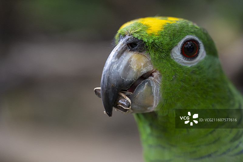 黄冠亚马逊鹦鹉特写图片素材
