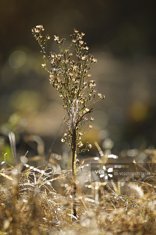 一棵翅果菊图片素材
