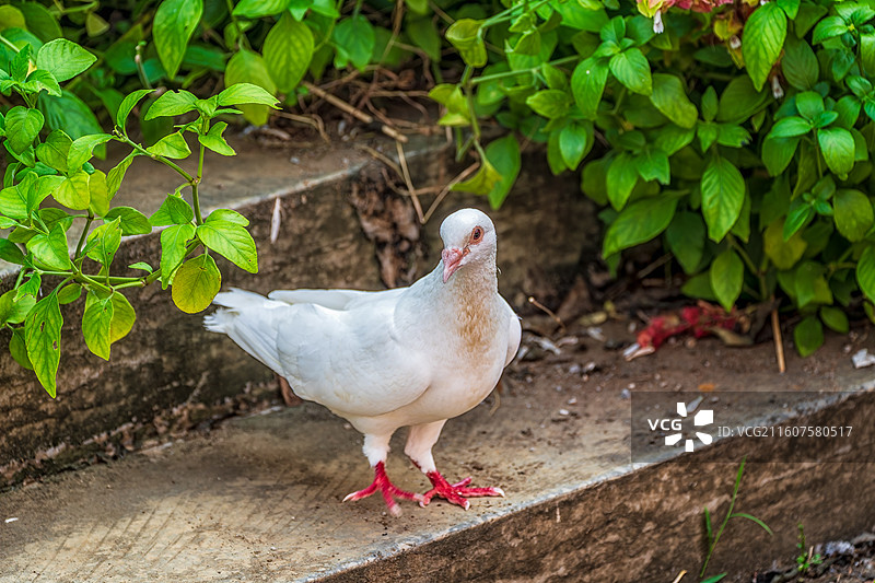 柳州动物园里的白鸽特写镜头图片素材
