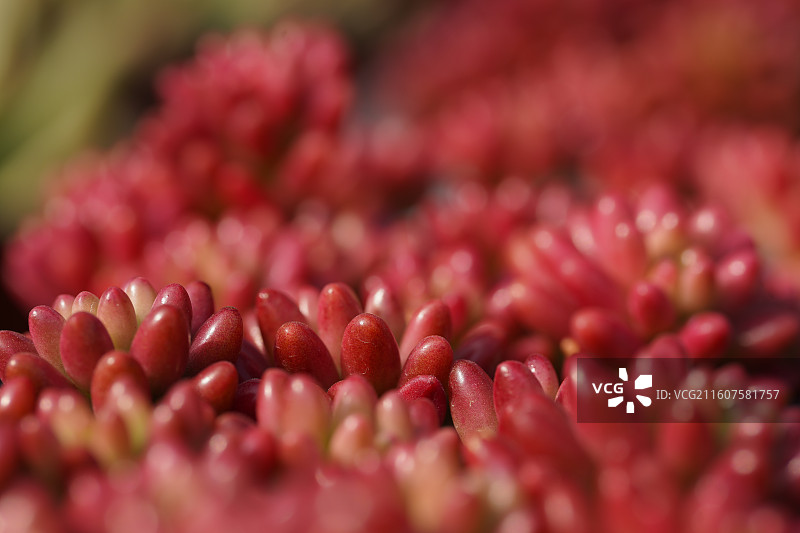 虹之玉多肉红色特写微距图片素材