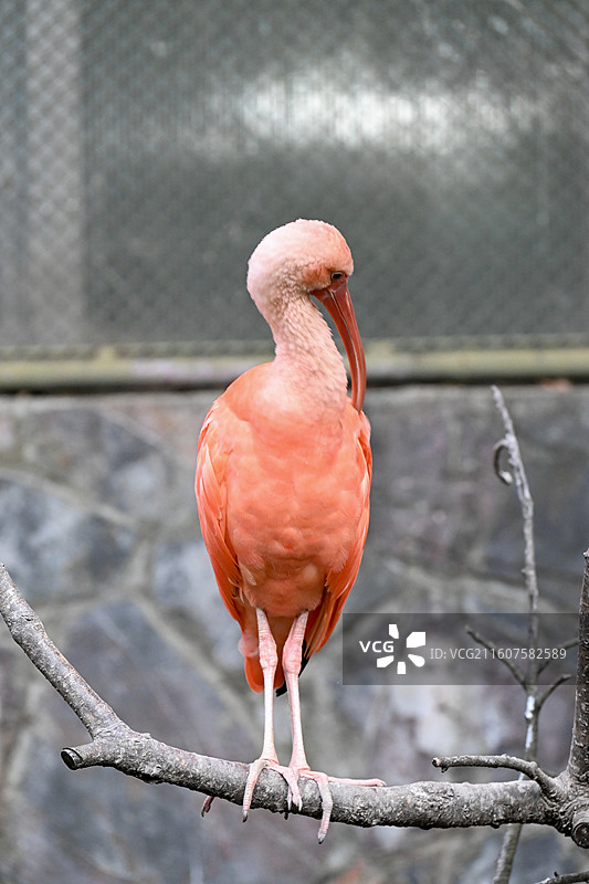 一只火烈鸟特写图片素材