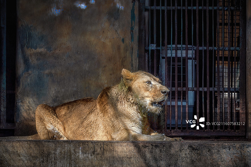 柳州动物园狮子坐在门口的特写镜头图片素材