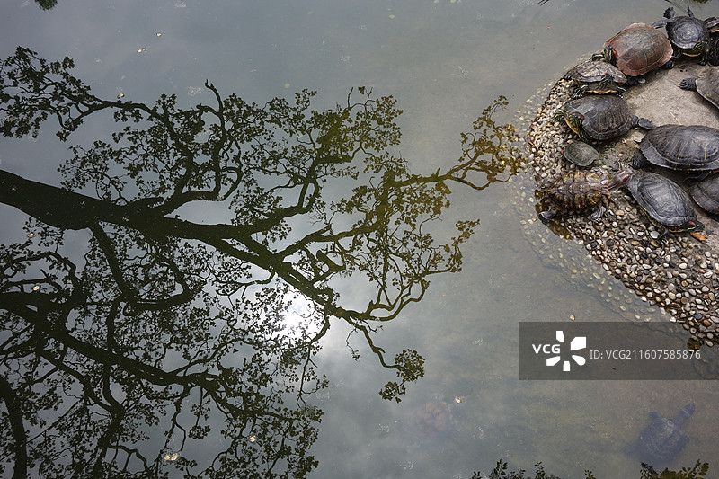 贵州省贵阳市黔灵山公园黔灵公园：弘福寺水明轩池塘乌龟图片素材