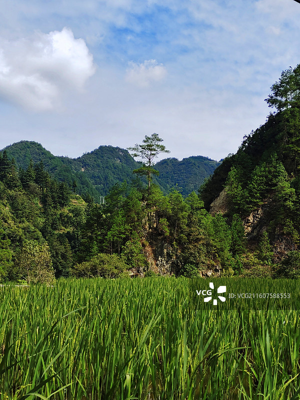 贵州黔东南州朗德苗寨稻田图片素材