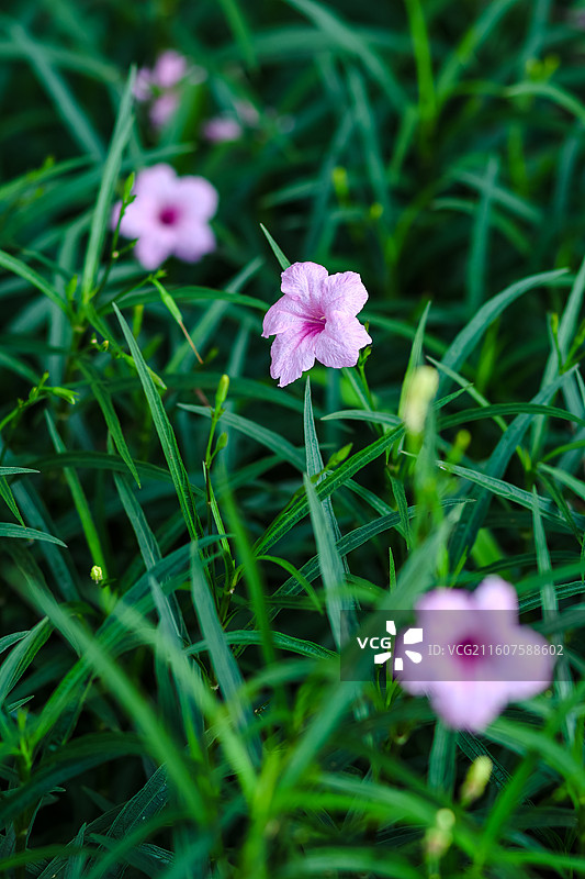路边绽放的蓝花草……图片素材