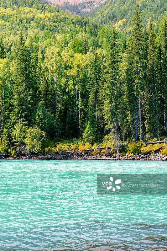 新疆阿勒泰的喀纳斯景区的风景，阳光下的喀纳斯神仙湾、月亮湾、卧龙湾景色绝美，森林茂密，河水清澈图片素材