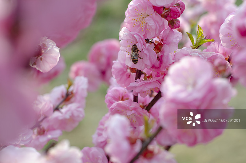 春天茂盛的榆叶梅上一只蜜蜂采蜜图片素材