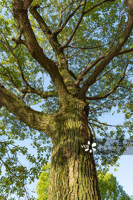 长满青苔的树图片素材