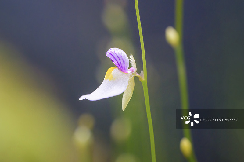 狸藻 海妖女狸藻 稀有植物 食虫植物 花 微距 特写图片素材