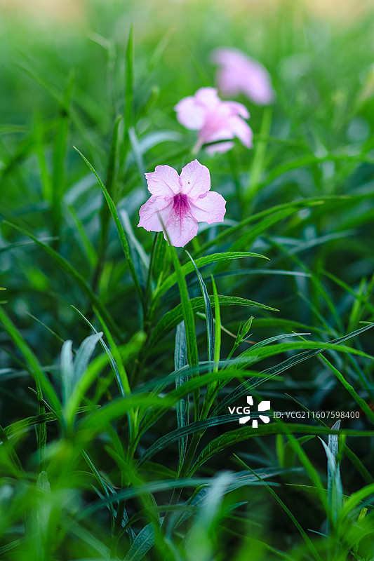 路边绽放的蓝花草……图片素材